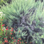 California Sagebrush spring 2020 native plants