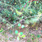 Chaparral Honeysuckle vine temecula southern california