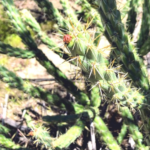 Cholla cactus temecula california