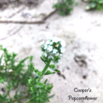 Coopers popcornflowers temecula pechanga creek