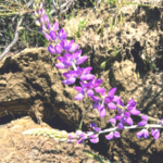 Grape soda lupine flower southern california native plants
