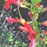 heartleaf keckiella red flower vine