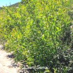 Laurel sumac bush Pechanga creek edge