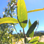 Laurel sumac leaf southern california native plants