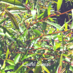 Laurel sumac leaves temecula May 2020