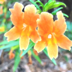 orange monkeyflowers southern california native plants