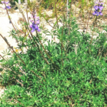 purple lupine temecula April 2020