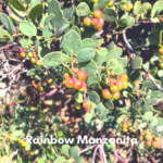 Rainbow Manzanita temecula april 2020
