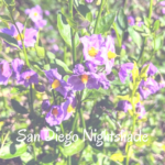 San Diego Nightshade flowers temecula pechanga creek