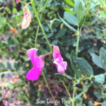 San Diego Pea southern california native plants