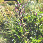 Stinging annual lupine plant pechanga creek