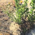 Telegraph Weed southern california native plants