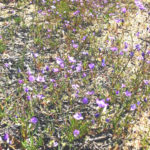 Volcanic gilia flowers southern california native plants