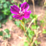 Winecup Clarkia flower deep purple green stem