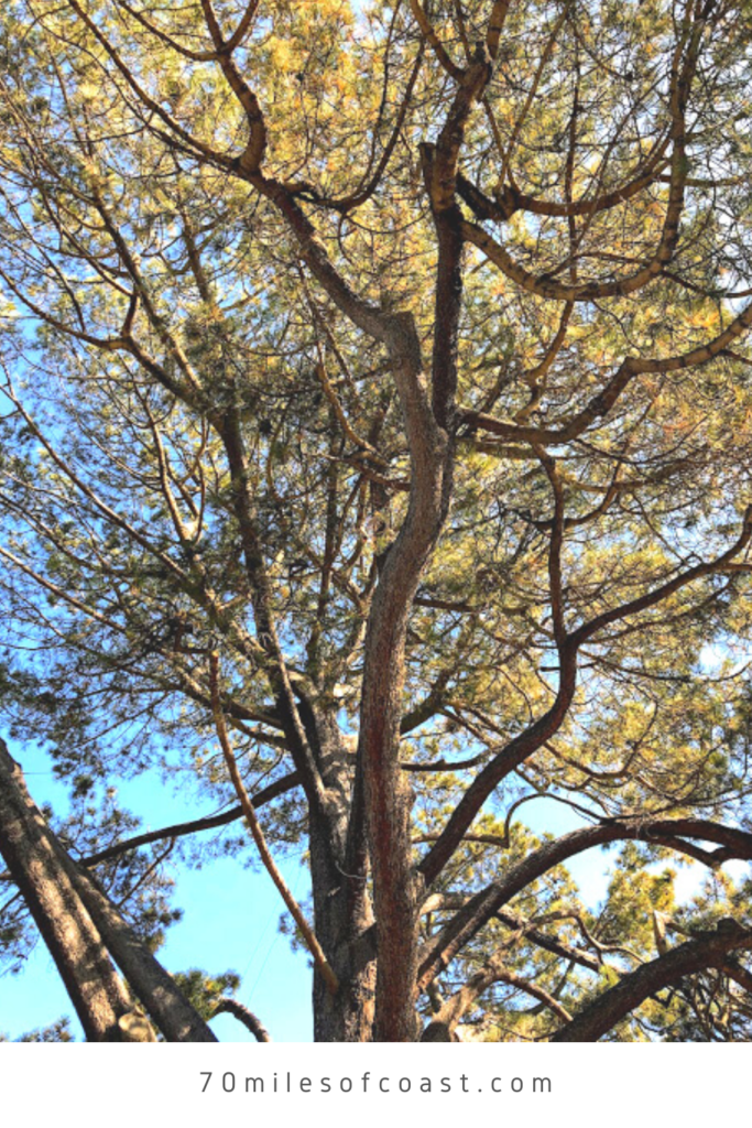 Back Torrey Pine tree carpinteria santa barbara county