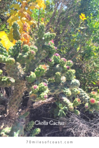 Cholla Cactus Trestles plants at the beach