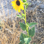 Common sunflower pechanga creek July 14