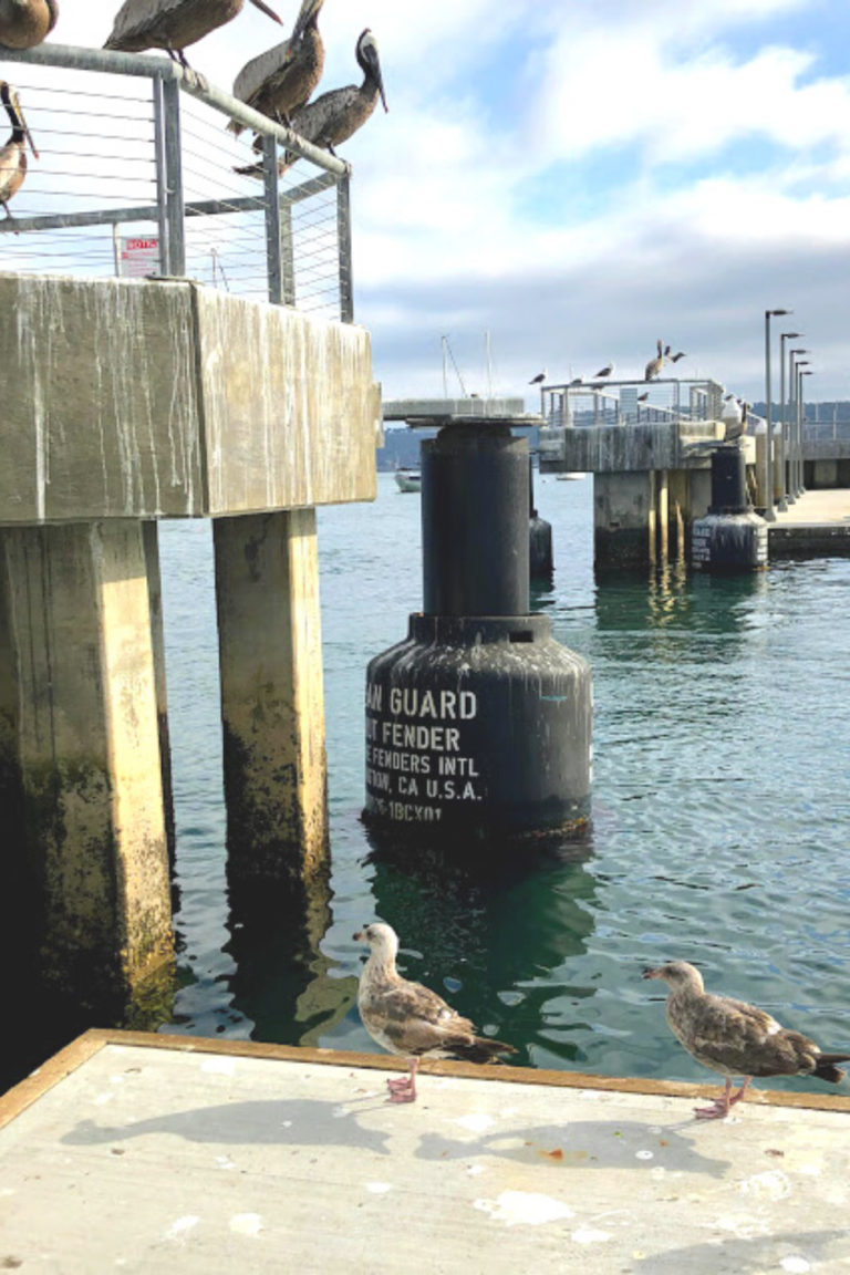 The New Shelter Island Boat Launch Ramp San Diego Beach Secrets