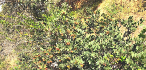 Family Ericaceae Rainbow Manzanita bush