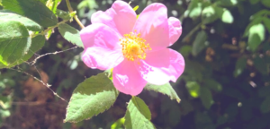 Family rosaceae small california wild rose