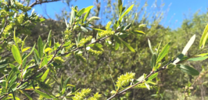 Family Salicaceae arroyo willow southern california naitve plants