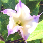 July Sacred Datura five lobed white lavender flower