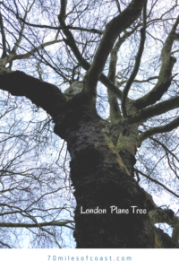 london plane tree trunk branches no leaves