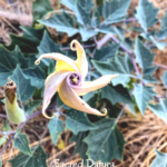 sacred datura southern california native plants
