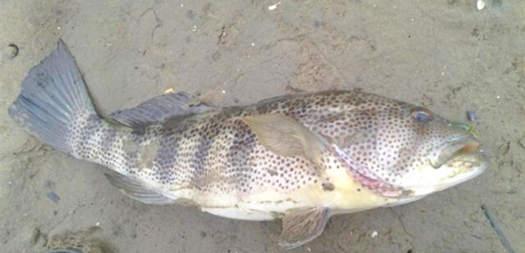 spotted sand bass wiikimedia commons