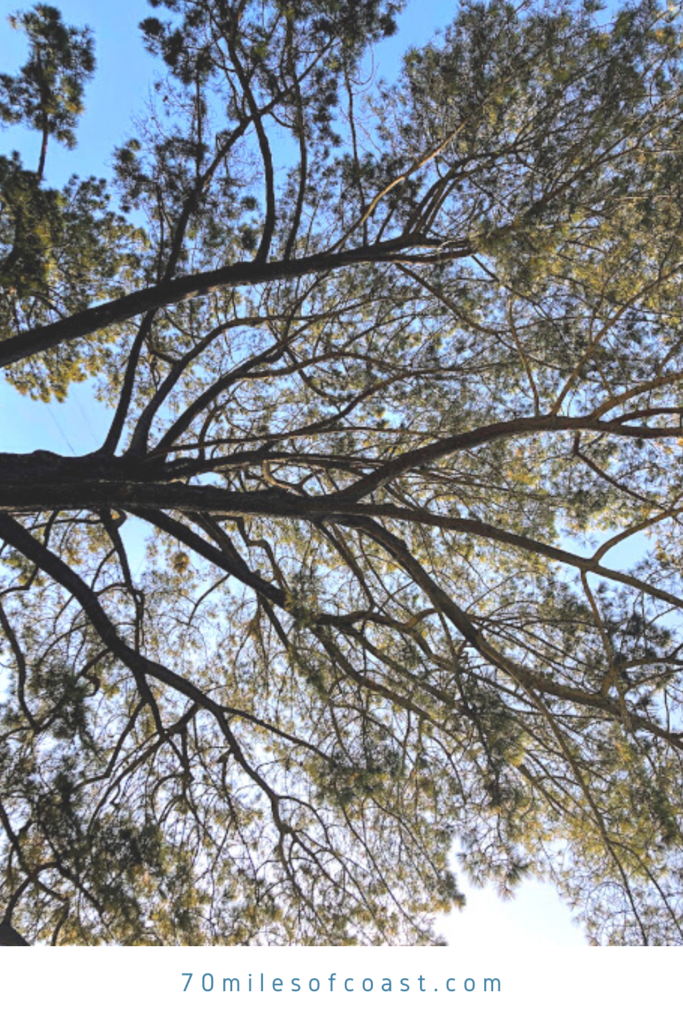 torrey pine tree crown view branches