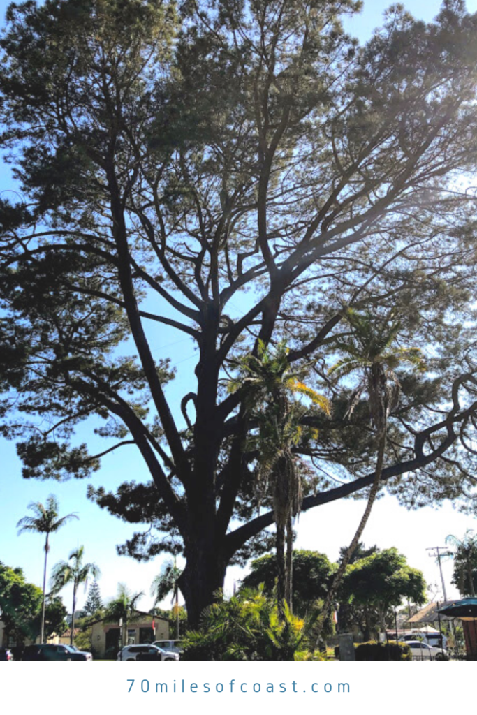 Wardholme torrey pine tree worlds largest