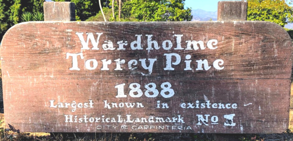 Wardholme Torrey Pine Tree Landmark Santa Barbara County