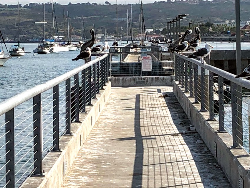 walkway concrete metal railing birds perching