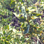 big saltbush san onofre green leaves