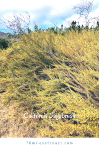 California sagebrush plants at the beach