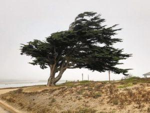 Ocean Beach Park monterey cypress