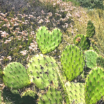 Prickly pear cactus plants at the beach