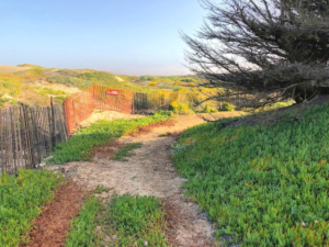 Surf Beach Trail sand dunes monterey cypress