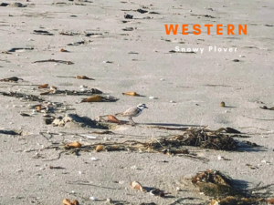 western snowy plover surf beach lompoc