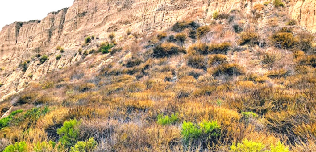 California sagebrush bushes san onofre state beach trail