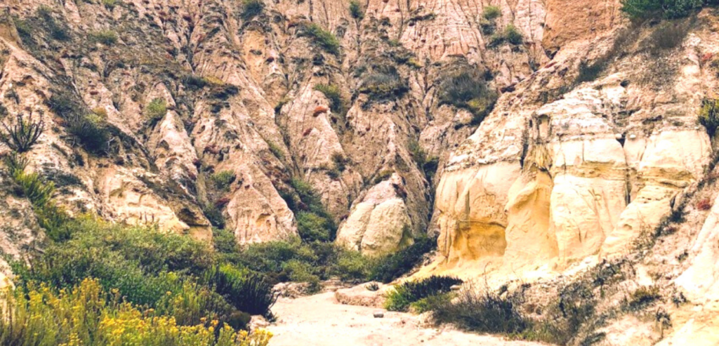 Inside bluff gully sandstone cliffs lemonade berry plants