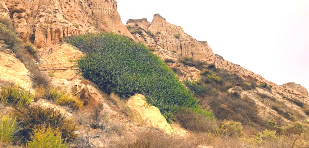 Lemonade Berry bush bluff san onofre