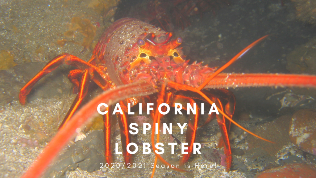 California Spiny Lobster Season is Here- Updated 2024 – San Diego Beach  Secrets