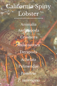 California Spiny Lobster Scientific Name Blog Chart