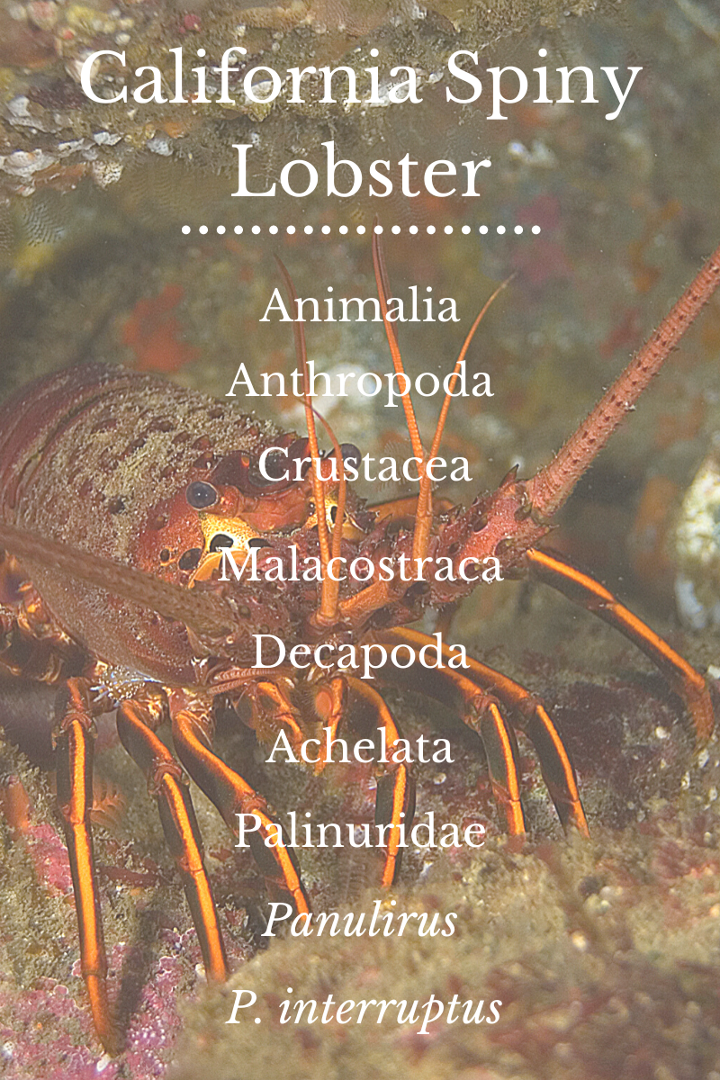 California Spiny Lobster Season is Here! San Diego Beach Secrets