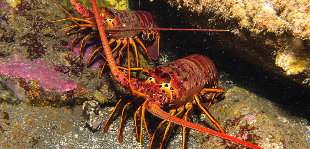 California Spiny Lobster Season Is Here- Updated 2024 – San Diego Beach ...