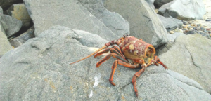 lobster carapace shell rock beach