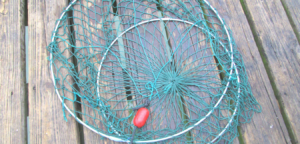 lobster hoop net california spiny lobster season