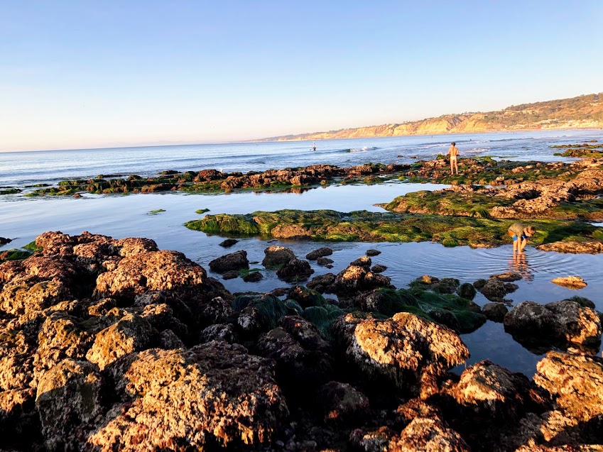 south tidepools la jolla underwater park