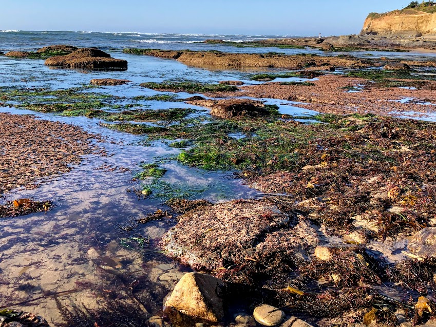 new break beach low tide king tides 2020
